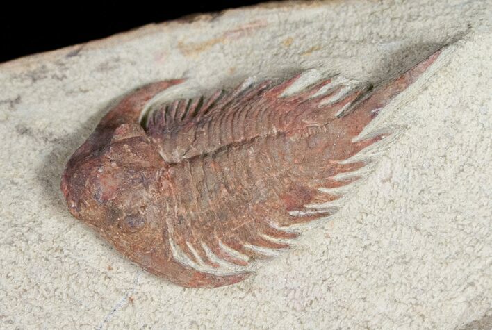 Rare Parvilichas Trilobite From Zagora - New Genus #11823